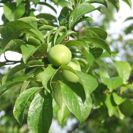 La Gatta E L'olivo - Casa Adele Appartamento