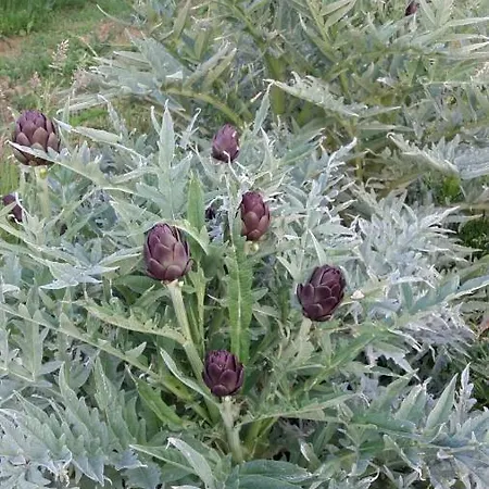 La Gatta E L'olivo - Casa Adele Appartamento *