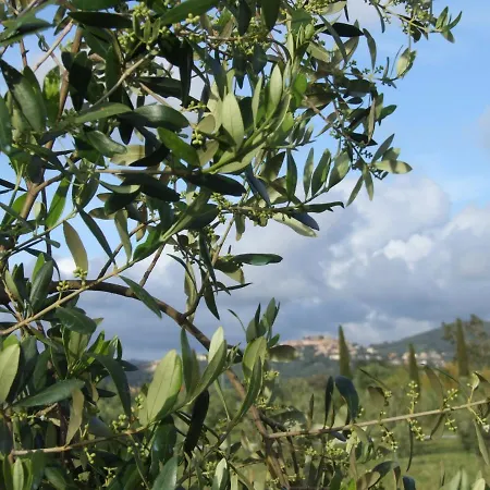 Appartamento La Gatta E L'olivo - Casa Adele