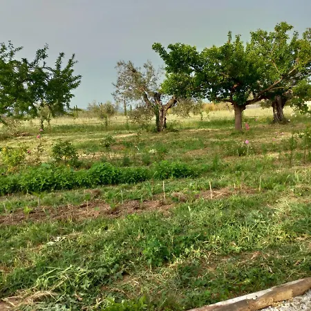 La Gatta E L'olivo - Casa Adele