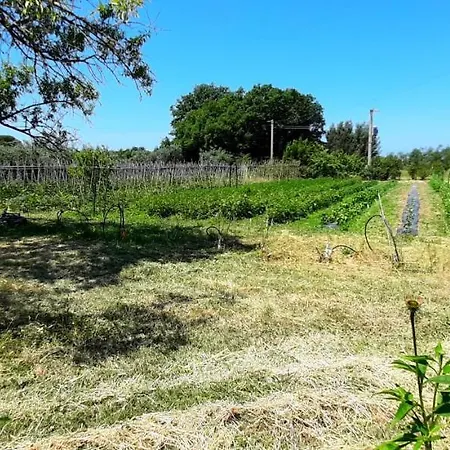 La Gatta E L'olivo - Casa Adele Appartamento Castagneto Carducci