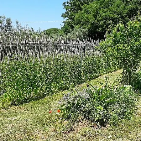 La Gatta E L'olivo - Casa Adele